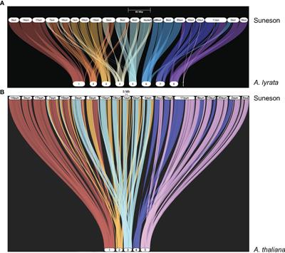 Cold stress induces differential gene expression of retained homeologs in Camelina sativa cv Suneson